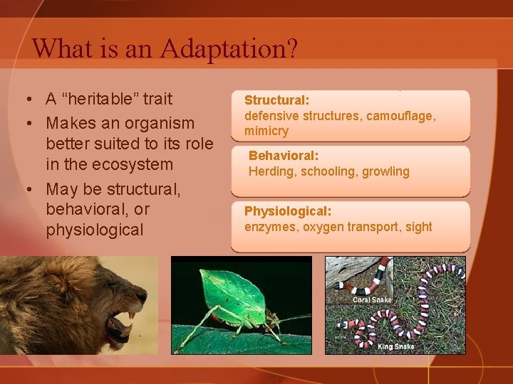 What is an Adaptation? • A “heritable” trait • Makes an organism better suited