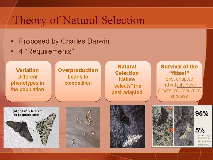 Theory of Natural Selection • Proposed by Charles Darwin • 4 “Requirements” Variation Different