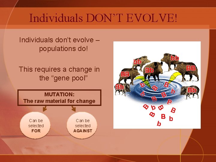 Individuals DON’T EVOLVE! Individuals don’t evolve – populations do! This requires a change in