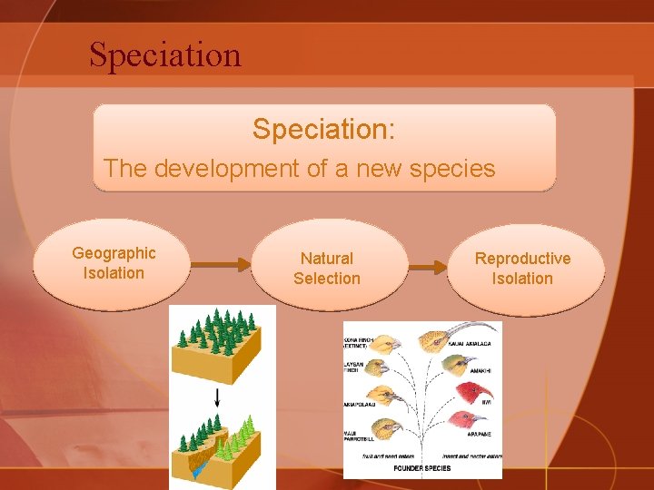 Speciation: The development of a new species Geographic Isolation Natural Selection Reproductive Isolation 
