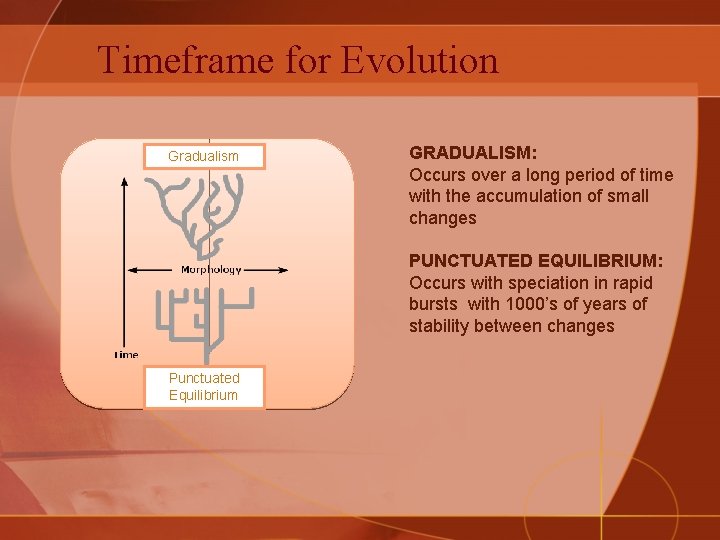 Timeframe for Evolution Gradualism GRADUALISM: Occurs over a long period of time with the
