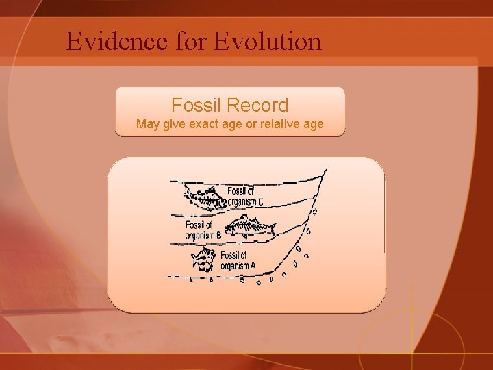 Evidence for Evolution Fossil Record May give exact age or relative age 