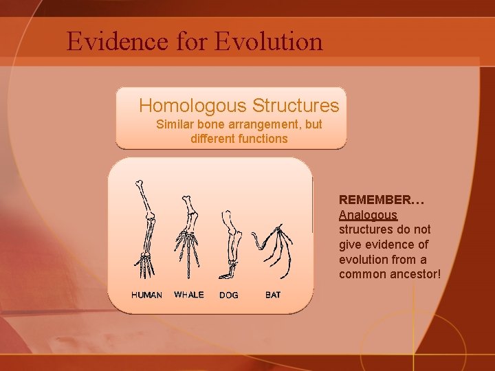 Evidence for Evolution Homologous Structures Similar bone arrangement, but different functions REMEMBER… Analogous structures