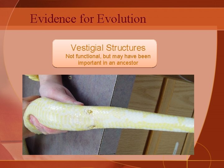 Evidence for Evolution Vestigial Structures Not functional, but may have been important in an