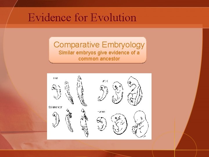 Evidence for Evolution Comparative Embryology Similar embryos give evidence of a common ancestor 