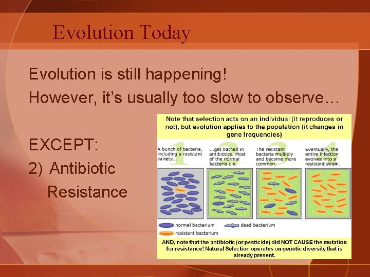 Evolution Today Evolution is still happening! However, it’s usually too slow to observe… EXCEPT: