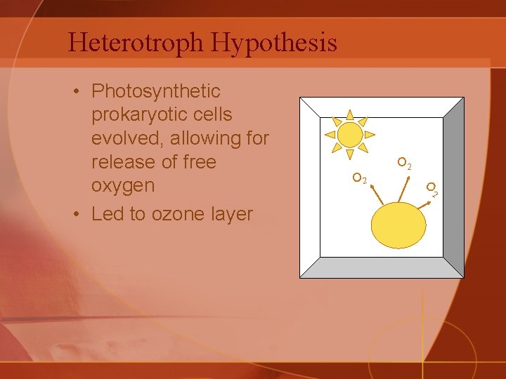 Heterotroph Hypothesis • Photosynthetic prokaryotic cells evolved, allowing for release of free oxygen •