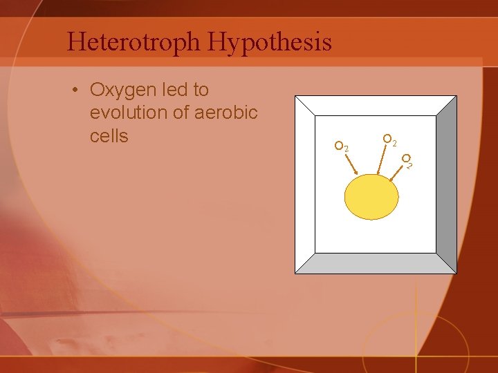 Heterotroph Hypothesis • Oxygen led to evolution of aerobic cells O 2 O 2