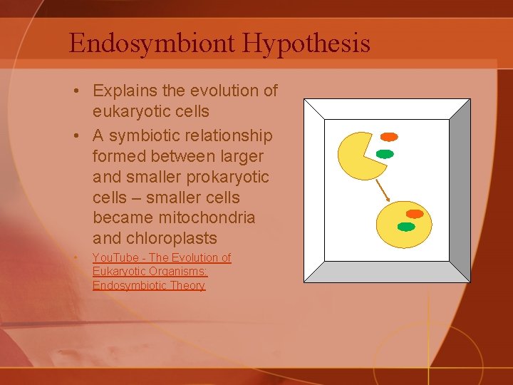 Endosymbiont Hypothesis • Explains the evolution of eukaryotic cells • A symbiotic relationship formed