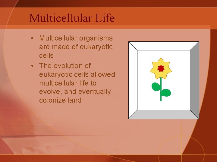Multicellular Life • Multicellular organisms are made of eukaryotic cells • The evolution of