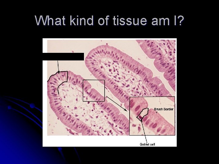 What kind of tissue am I? 