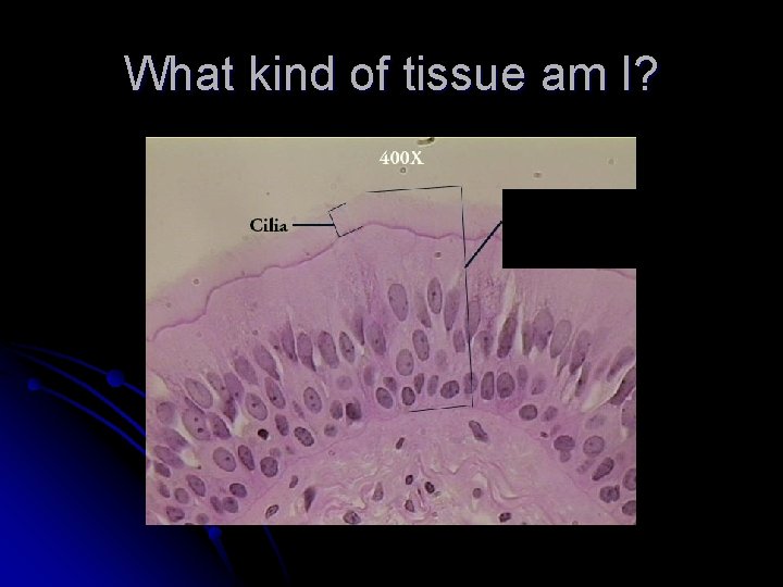 What kind of tissue am I? 
