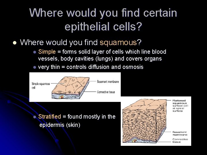 Where would you find certain epithelial cells? l Where would you find squamous? Simple