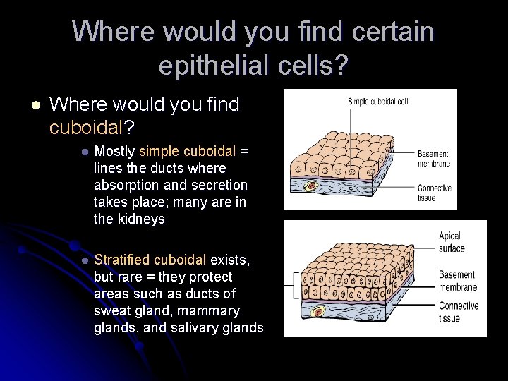 Where would you find certain epithelial cells? l Where would you find cuboidal? l