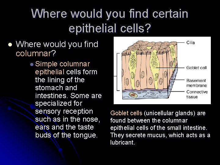 Where would you find certain epithelial cells? l Where would you find columnar? l