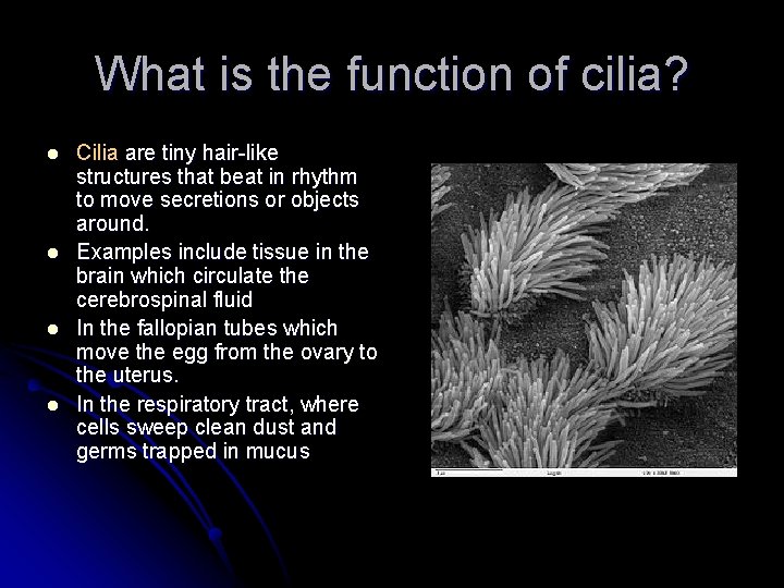 What is the function of cilia? l l Cilia are tiny hair-like structures that