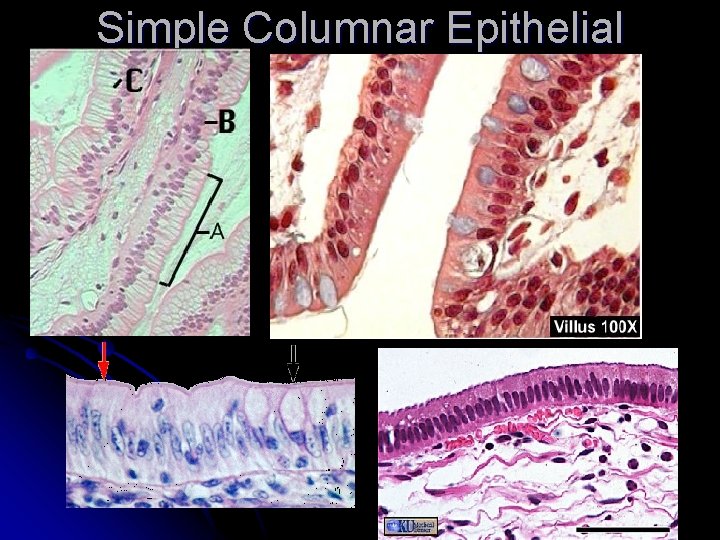 Simple Columnar Epithelial 