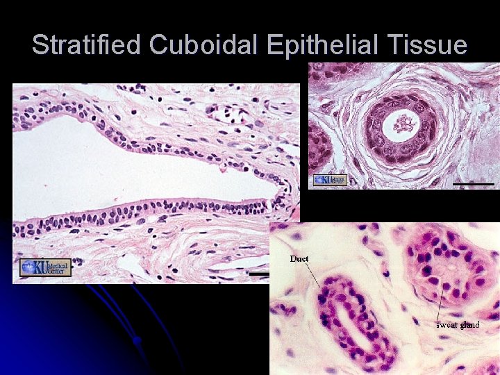 Stratified Cuboidal Epithelial Tissue 