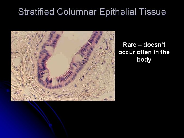 Stratified Columnar Epithelial Tissue Rare – doesn’t occur often in the body 