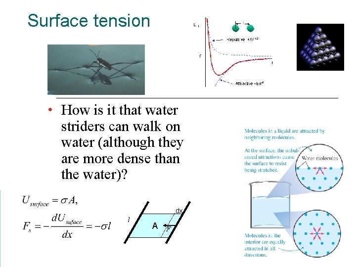 Surface tension • How is it that water striders can walk on water (although