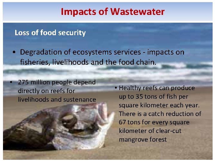 Impacts of Wastewater Loss of food security • Degradation of ecosystems services - impacts