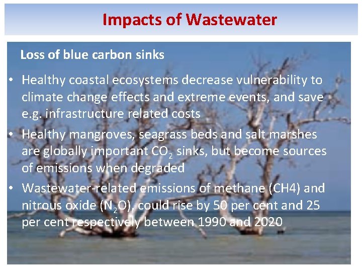 Impacts of Wastewater Loss of blue carbon sinks • Healthy coastal ecosystems decrease vulnerability