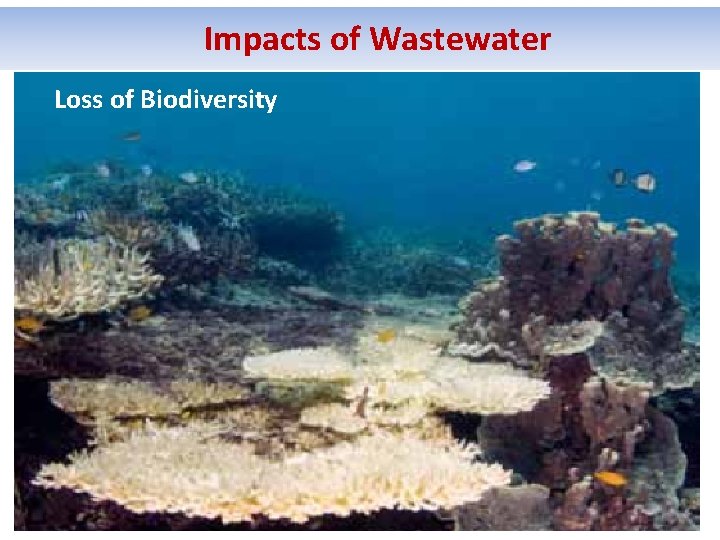 Impacts of Wastewater Loss of Biodiversity 