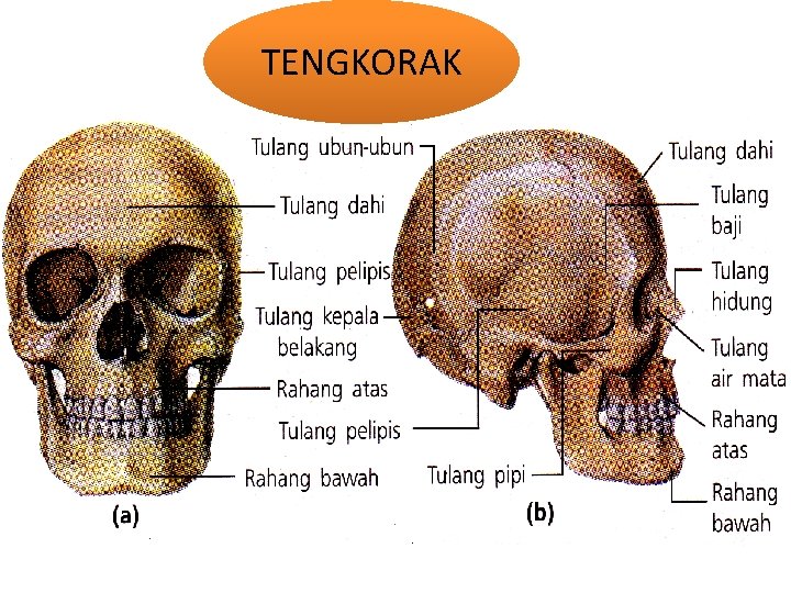 TENGKORAK 