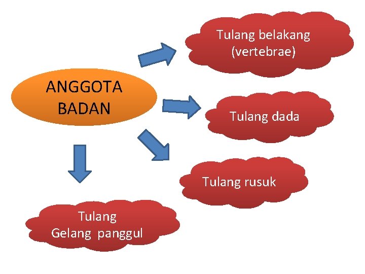 Tulang belakang (vertebrae) ANGGOTA BADAN Tulang dada Tulang rusuk Tulang Gelang panggul 