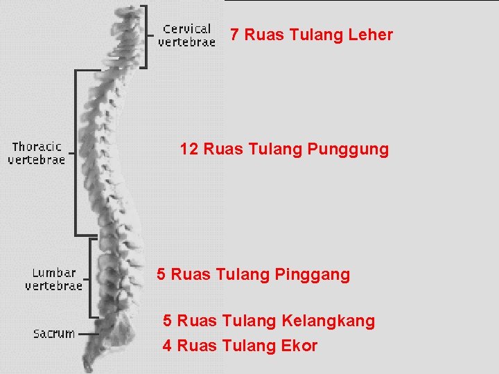 7 Ruas Tulang Leher 12 Ruas Tulang Punggung 5 Ruas Tulang Pinggang 5 Ruas