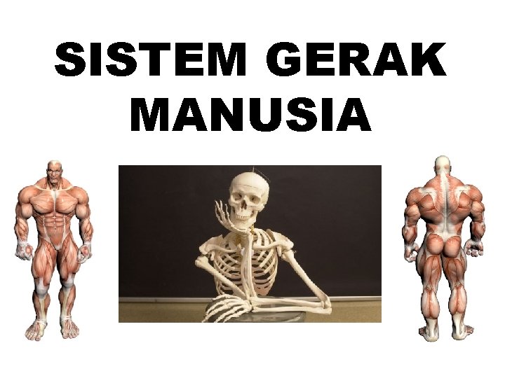 SISTEM GERAK MANUSIA 