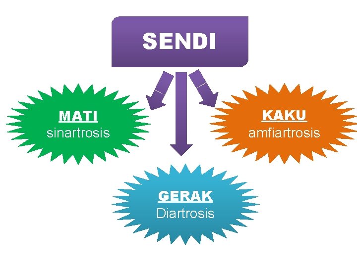 SENDI KAKU amfiartrosis MATI sinartrosis GERAK Diartrosis 