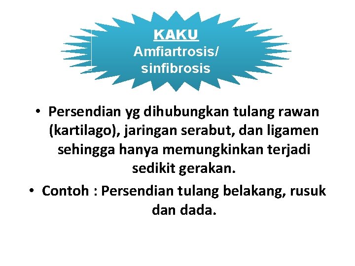 KAKU Amfiartrosis/ sinfibrosis • Persendian yg dihubungkan tulang rawan (kartilago), jaringan serabut, dan ligamen