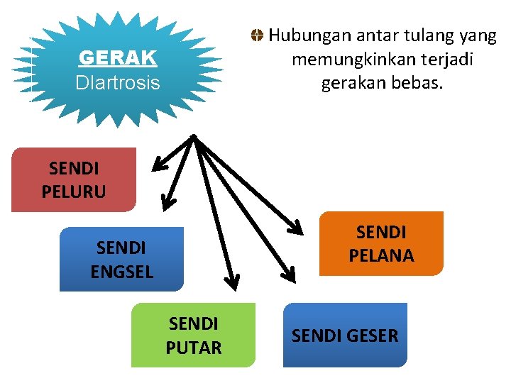 Hubungan antar tulang yang memungkinkan terjadi gerakan bebas. GERAK DIartrosis SENDI PELURU SENDI PELANA