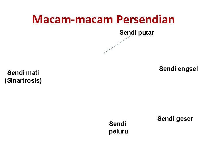 Macam-macam Persendian Sendi putar Sendi engsel Sendi mati (Sinartrosis) Sendi peluru Sendi geser 