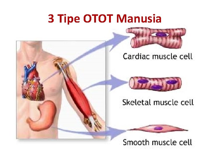 3 Tipe OTOT Manusia 