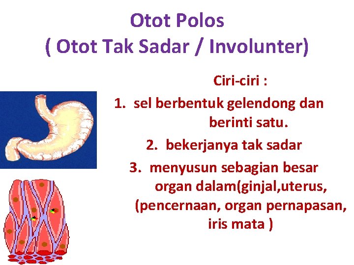 Otot Polos ( Otot Tak Sadar / Involunter) Ciri-ciri : 1. sel berbentuk gelendong