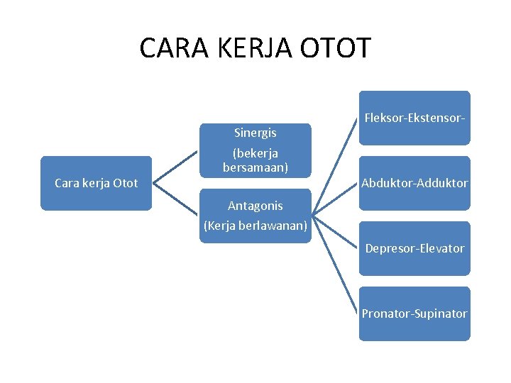 CARA KERJA OTOT Cara kerja Otot Sinergis (bekerja bersamaan) Fleksor-Ekstensor- Abduktor-Adduktor Antagonis (Kerja berlawanan)