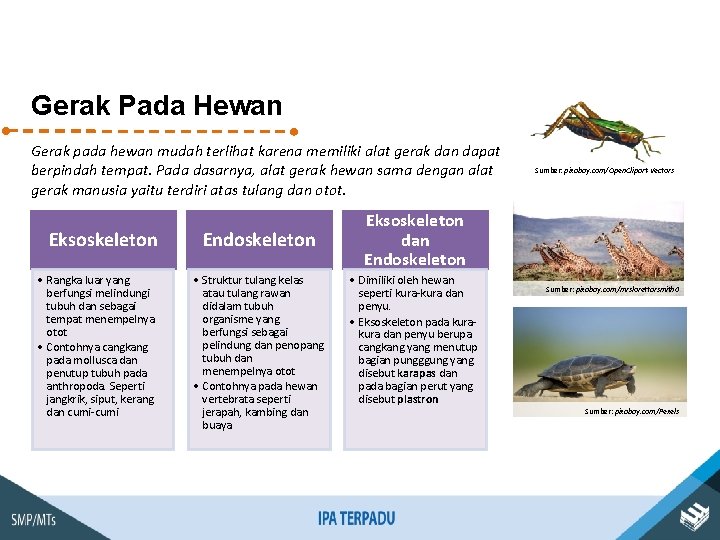 Gerak Pada Hewan Gerak pada hewan mudah terlihat karena memiliki alat gerak dan dapat