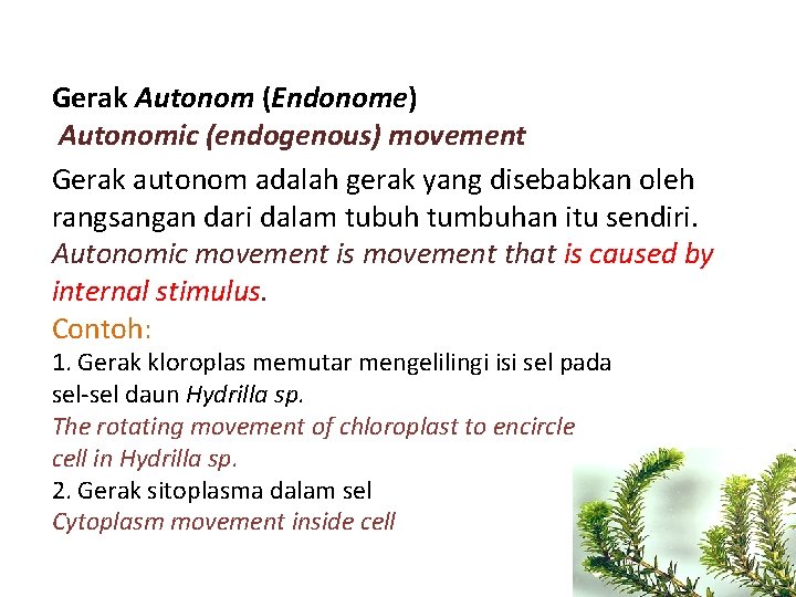 Gerak Autonom (Endonome) Autonomic (endogenous) movement Gerak autonom adalah gerak yang disebabkan oleh rangsangan