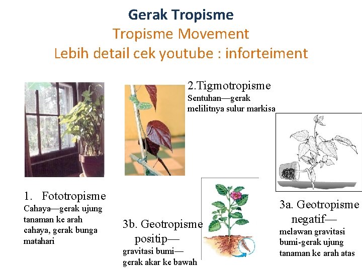 Gerak Tropisme Movement Lebih detail cek youtube : inforteiment 2. Tigmotropisme Sentuhan—gerak melilitnya sulur