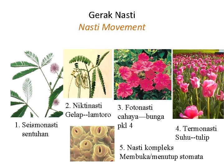 Gerak Nasti Movement 2. Niktinasti 3. Fotonasti Gelap--lamtoro cahaya—bunga 1. Seismonasti pkl 4 sentuhan