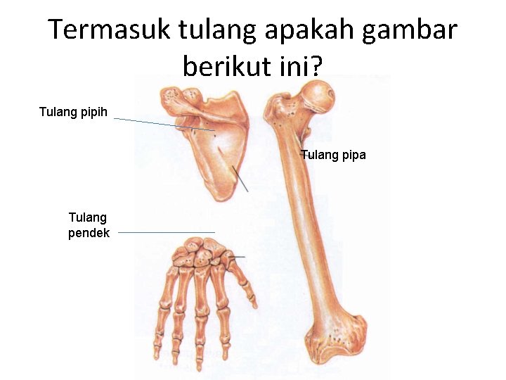 Termasuk tulang apakah gambar berikut ini? Tulang pipih Tulang pipa Tulang pendek 