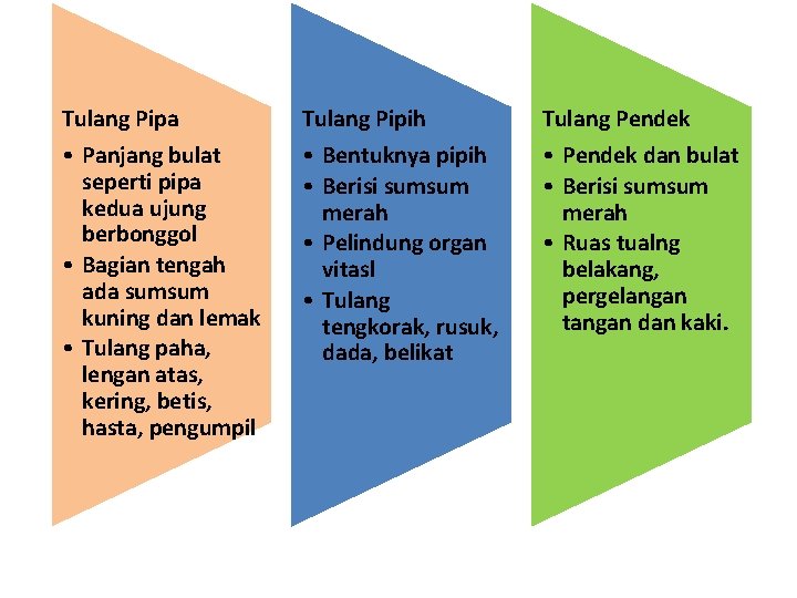 Tulang Pipa • Panjang bulat seperti pipa kedua ujung berbonggol • Bagian tengah ada