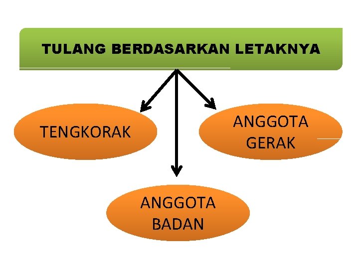 TULANG BERDASARKAN LETAKNYA ANGGOTA GERAK TENGKORAK ANGGOTA BADAN 