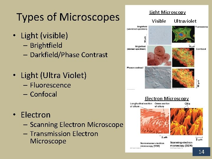 Types of Microscopes Light Microscopy Visible Ultraviolet • Light (visible) – Brightfield – Darkfield/Phase