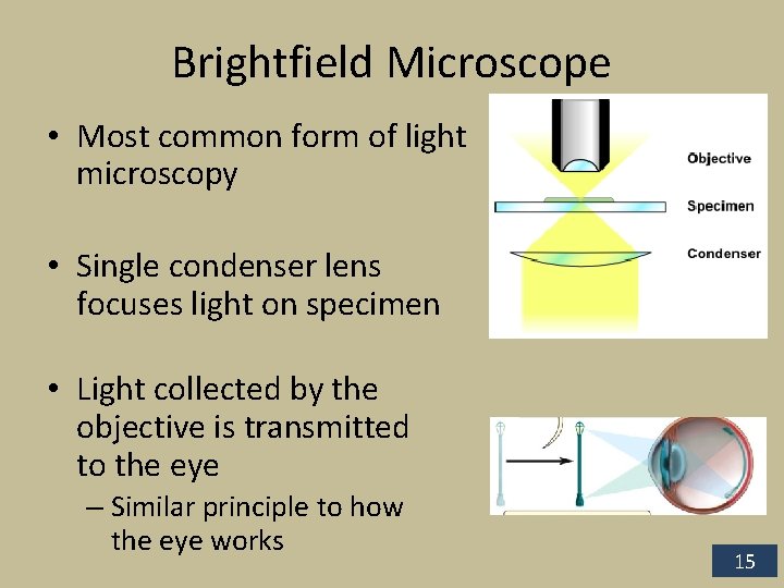 Brightfield Microscope • Most common form of light microscopy • Single condenser lens focuses
