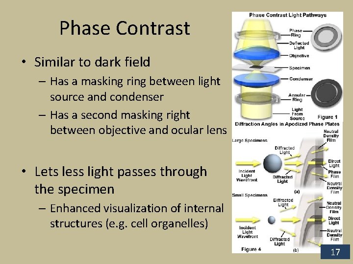 Phase Contrast • Similar to dark field – Has a masking ring between light