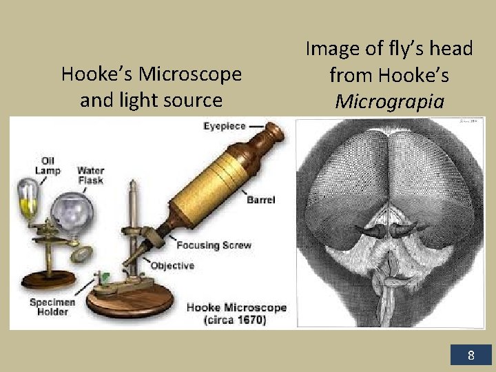 Hooke’s Microscope and light source Image of fly’s head from Hooke’s Micrograpia 8 