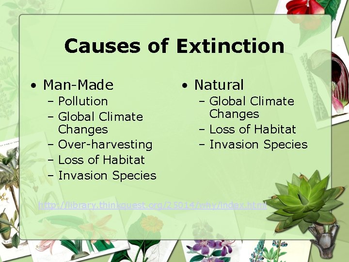 Causes of Extinction • Man-Made – Pollution – Global Climate Changes – Over-harvesting –